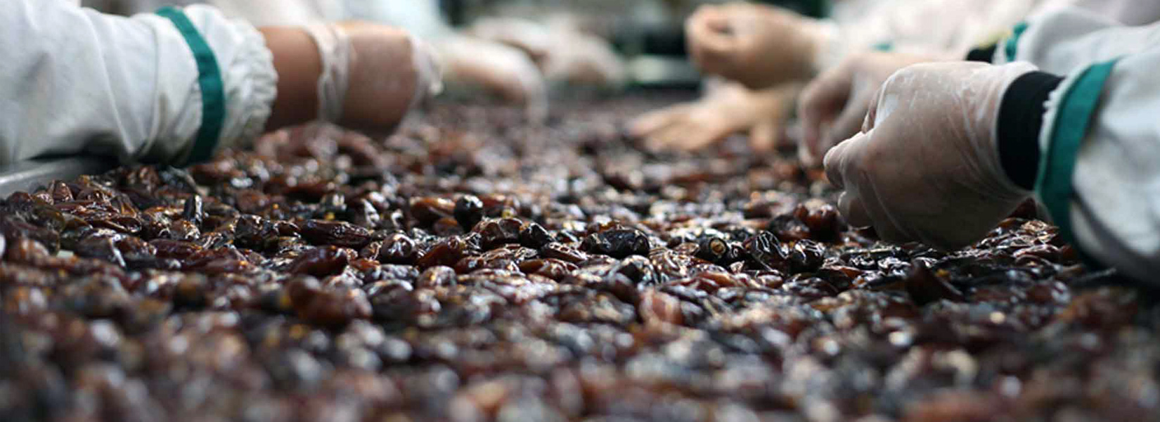 Dates export company